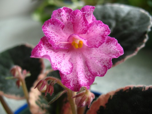 Buckeye Crandberry Sparkler,květ